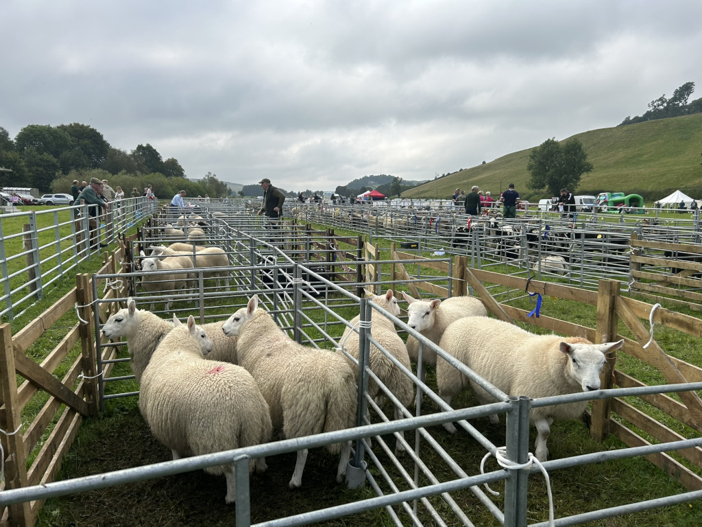 Sheep market or agricultural show. Many white sheep are penned in metal cages, organised in rows. People are visible in the background, observing or participating in the event, which appears to be outdoors in a rural setting with hills in the distance. The overall impression is one of a typical agricultural scene.