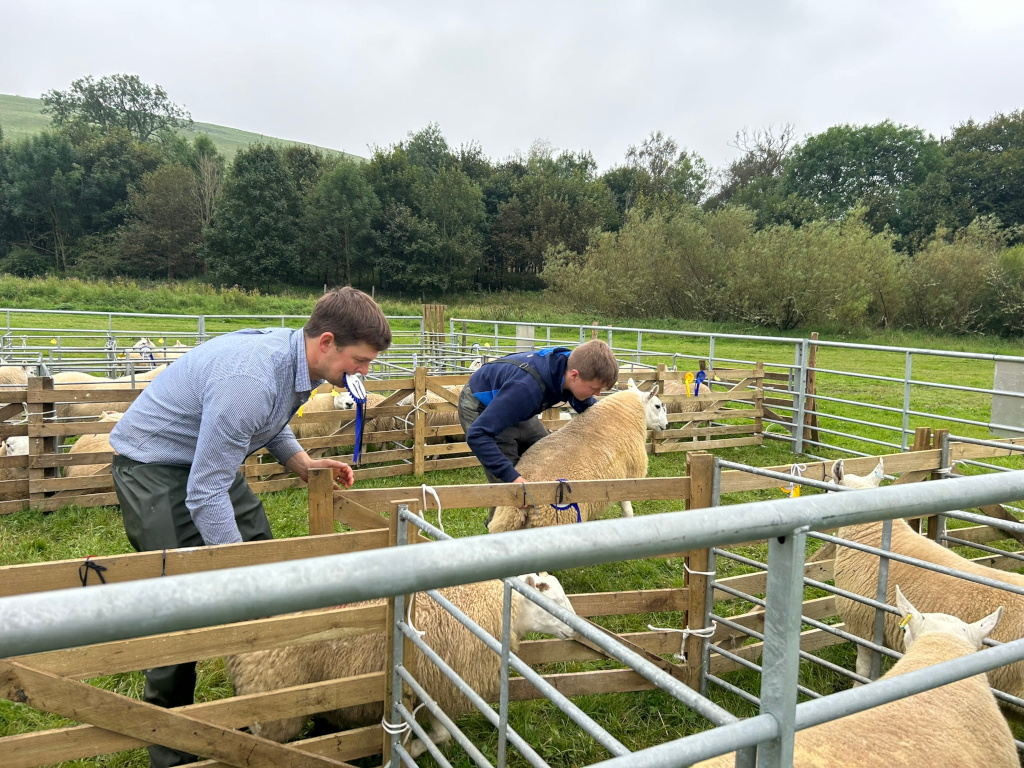 Two young men judging sheep at an agricultural show. They are examining the sheep within individual pens, possibly assessing them for breed standards or competition. The setting is outdoors in a grassy field, with a backdrop of trees and hills. The overall impression is one of agricultural activity and competition.