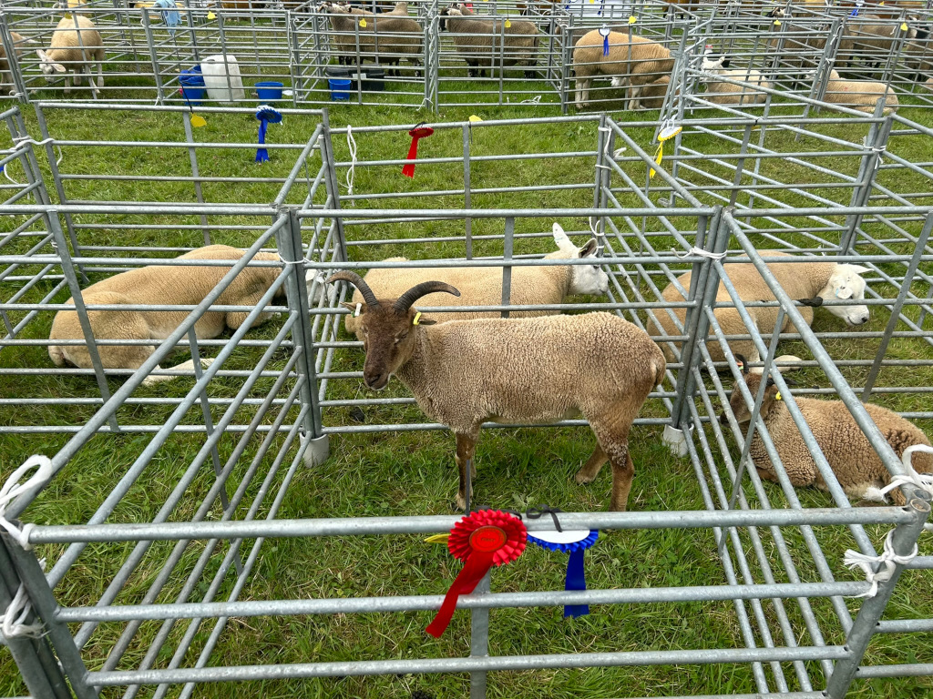 Collection of sheep penned in individual metal cages at what appears to be an agricultural show or fair. One sheep, a light brown ram with horns, is prominently featured in the center, adorned with a red rosette, indicating it may have won a prize. Other sheep are lying down or standing in adjacent pens, some also displaying rosettes or ribbons. The overall setting is a grassy field.