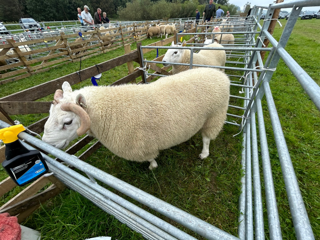Close-up view of a fluffy white sheep with distinctive curved horns, standing in a metal pen. Other sheep are visible in the background, also penned in, suggesting a farm, agricultural show, or livestock market setting. People can be seen in the distance, observing the animals. A spray bottle is partially visible in the foreground, near the pen.