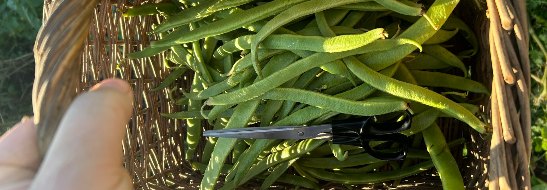 Wicker basket overflowing with a bountiful harvest of long, slender green beans. A pair of scissors rests on top of the beans, suggesting preparation for processing or cooking. A hand is partially visible, holding the basket. The overall impression is one of abundance and the simple pleasures of a successful harvest.