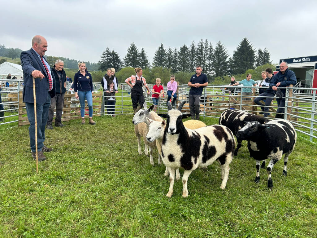 A sheep judging event at an agricultural show. A group of people, including judges and spectators, are gathered around a pen containing several sheep of different breeds and colours, some of which are black and white. One judge in particular stands prominently at the front, holding a walking stick. The setting appears to be outdoors, in a grassy field, with trees and a background suggesting a rural location. A building with “Rural Skills” signage is visible in the background.