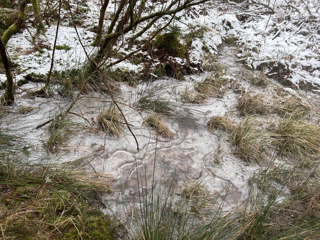 Partially frozen stream or small body of water in a wooded area. The water is covered with a thin layer of ice that has formed intricate patterns. The surrounding area is covered in patches of snow, and the banks are lined with tall grasses and shrubs. The scene is wintry and quiet.