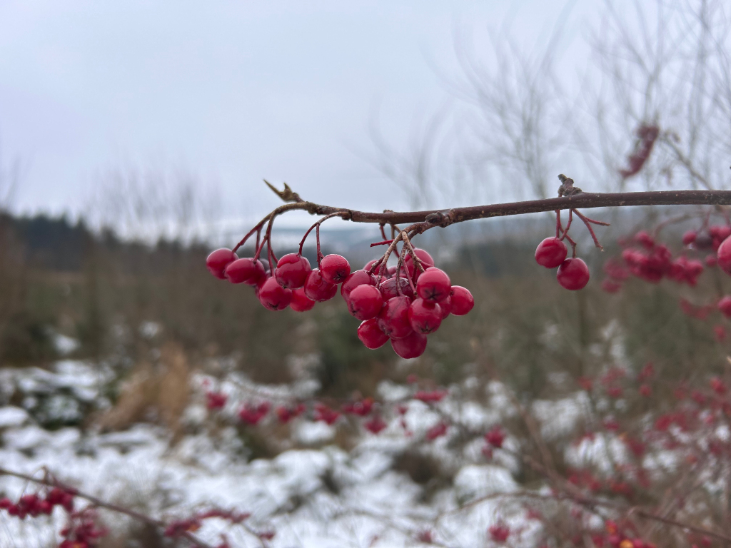 Close-up of a branch laden with bright red berries, possibly rowan berries, hanging against a softly blurred background of a snowy winter landscape. The focus is sharply on the berries, while the background features muted tones of grey, brown, and white, indicating a cold, possibly overcast day. The overall impression is one of serene winter beauty.
