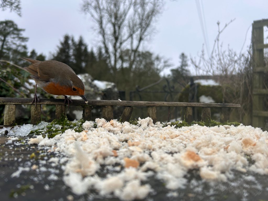 European robin perched on a weathered wooden fence, pecking at scattered crumbs of bread. The bird is in sharp focus against a softly blurred background of a snowy, wintry garden scene. The overall mood is peaceful and subtly evokes a sense of the quiet beauty of nature in winter.
