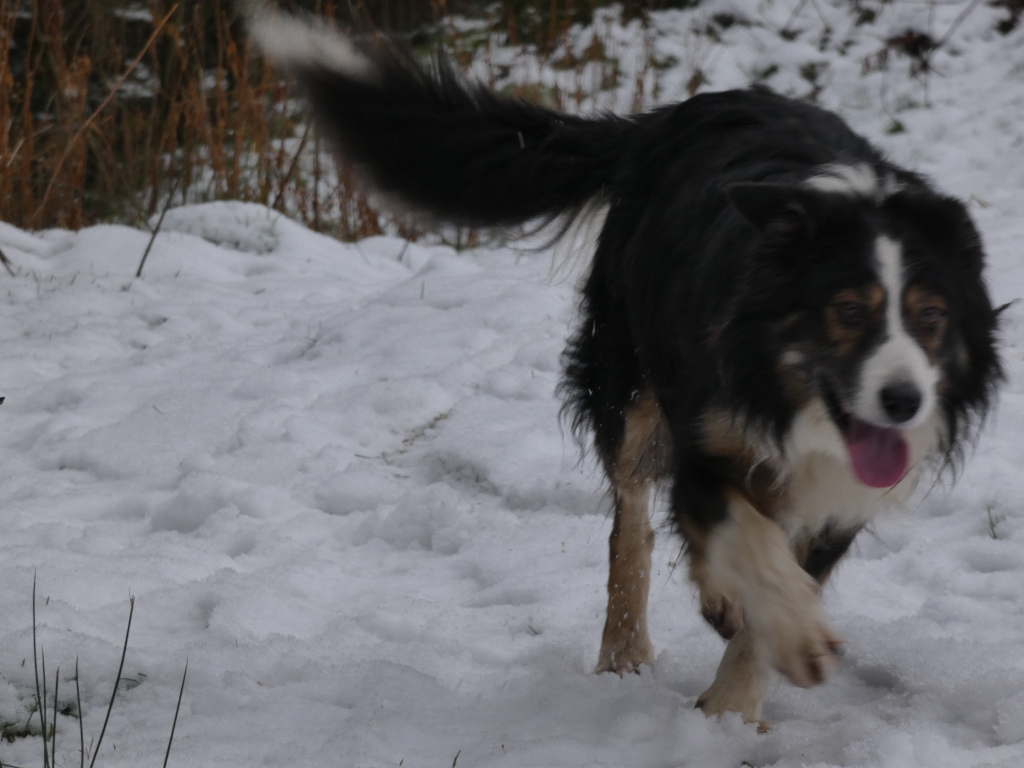 Border Collie running through snow. The dog is predominantly black and white with some tan/brown highlights, its tongue is slightly out, suggesting exertion or playfulness. The background is blurry but shows a snowy landscape with some dried vegetation. The overall impression is one of joyful movement in a wintry setting.