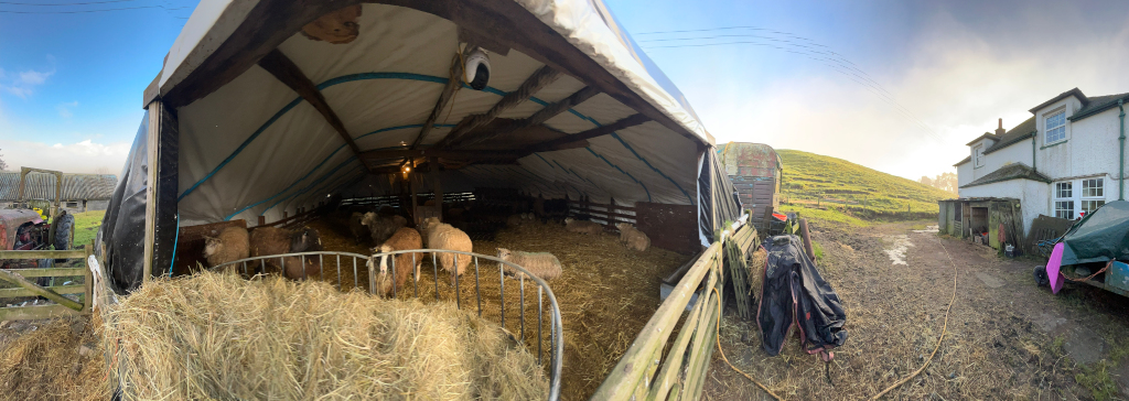 Panoramic view of a sheep shelter. A number of sheep are inside the structure, which appears to be a modified trailer or mobile shelter, filled with straw. The shelter is situated on a farm, with a farmhouse and outbuildings visible in the background. The overall impression is of a rural, agricultural setting.