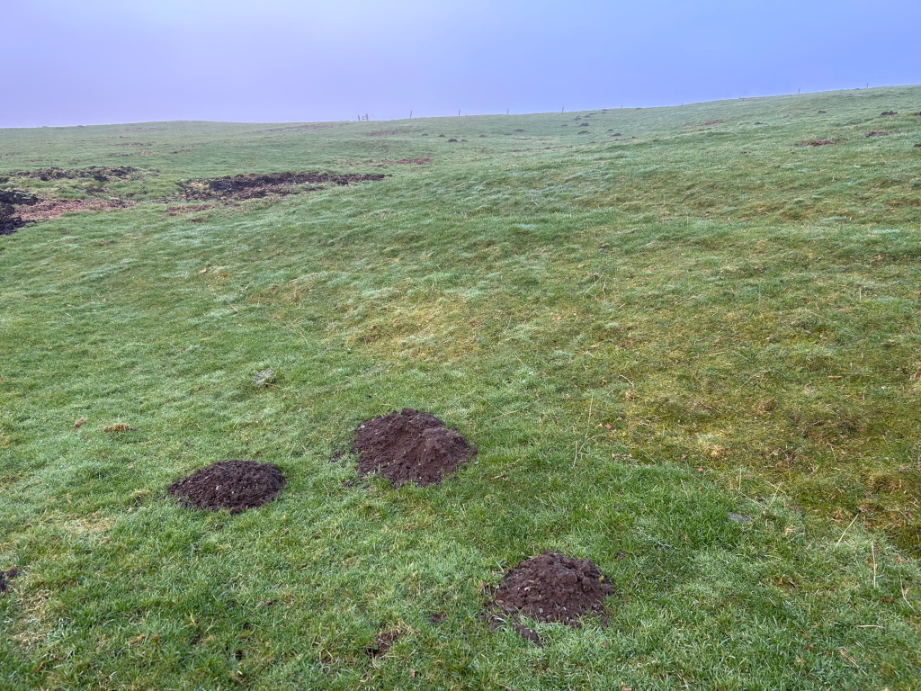Gently sloping grassy field under a pale sky. Several small, dark mounds of freshly turned earth are scattered across the grass, indicating the presence of burrowing animals, likely moles.