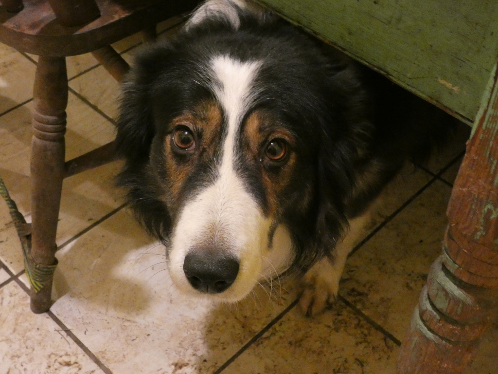 Tri-coloured border collie-type dog's head and shoulders peeking out from under a green painted wooden table. The dog appears to be looking directly at the camera with a somewhat apprehensive or curious expression. The setting is a tiled floor, and part of an old wooden chair is visible.