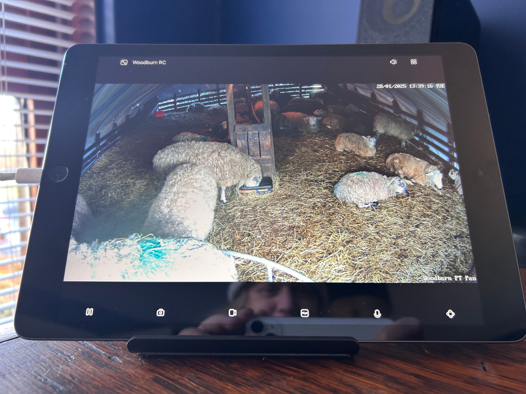 Tablet displaying a live video feed from a security camera inside a barn. Several sheep are resting in a pen filled with straw. The timestamp on the screen indicates the recording is from January 28, 2025. The location is identified as Woodburn PT Pen