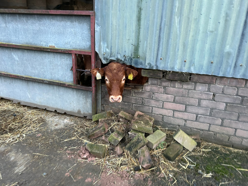 Head and part of the body of a brown cow poking through a hole in a corrugated metal wall of a barn. The hole is at the base of the wall, below a section of brickwork.  There's straw and loose bricks on the ground in front of the wall. The cow appears curious or perhaps trying to escape.