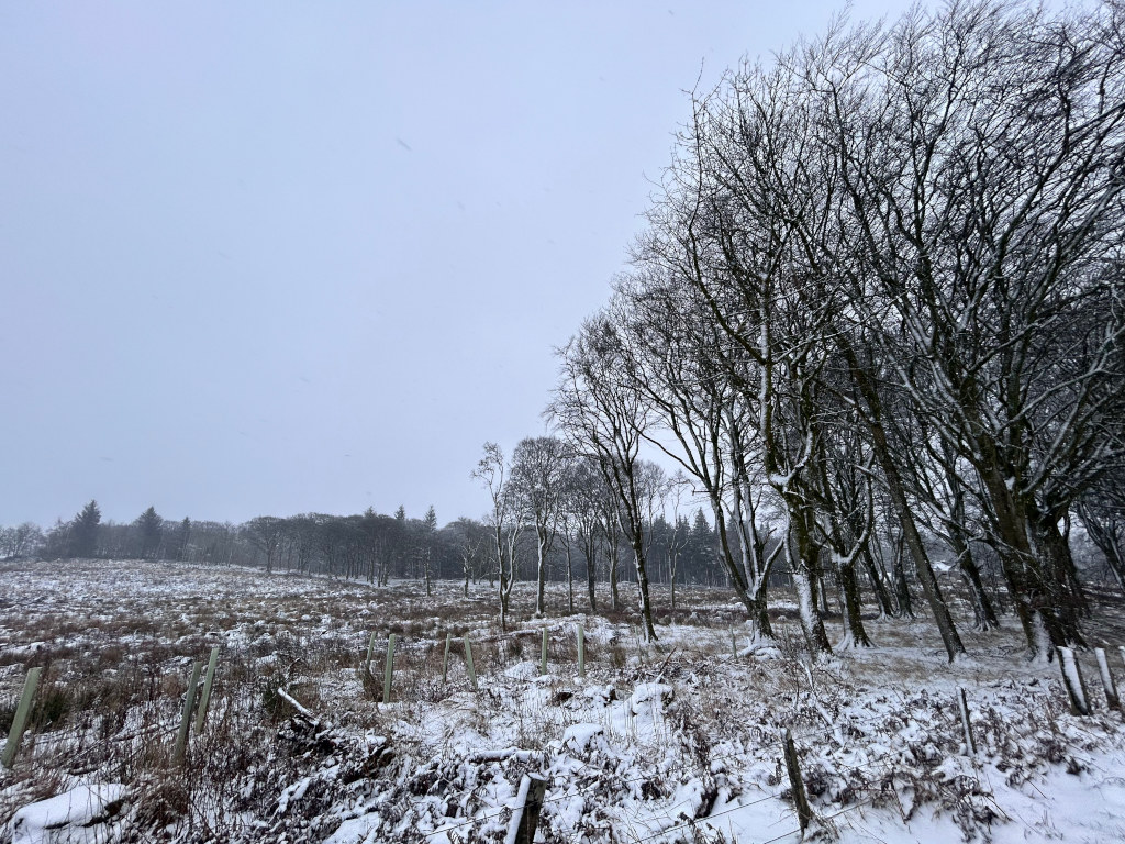Snow-covered landscape. In the foreground is a field of low-lying vegetation partially covered in snow, crisscrossed with a wire fence and marked by small, light-coloured fence posts. Beyond the field stands a line of leafless, snow-laden trees against a backdrop of a distant, snow-dusted wood. The sky is a uniformly light grey, suggesting an overcast winter day, possibly with light snow falling. The overall impression is one of a cold, quiet, and somewhat desolate winter scene.