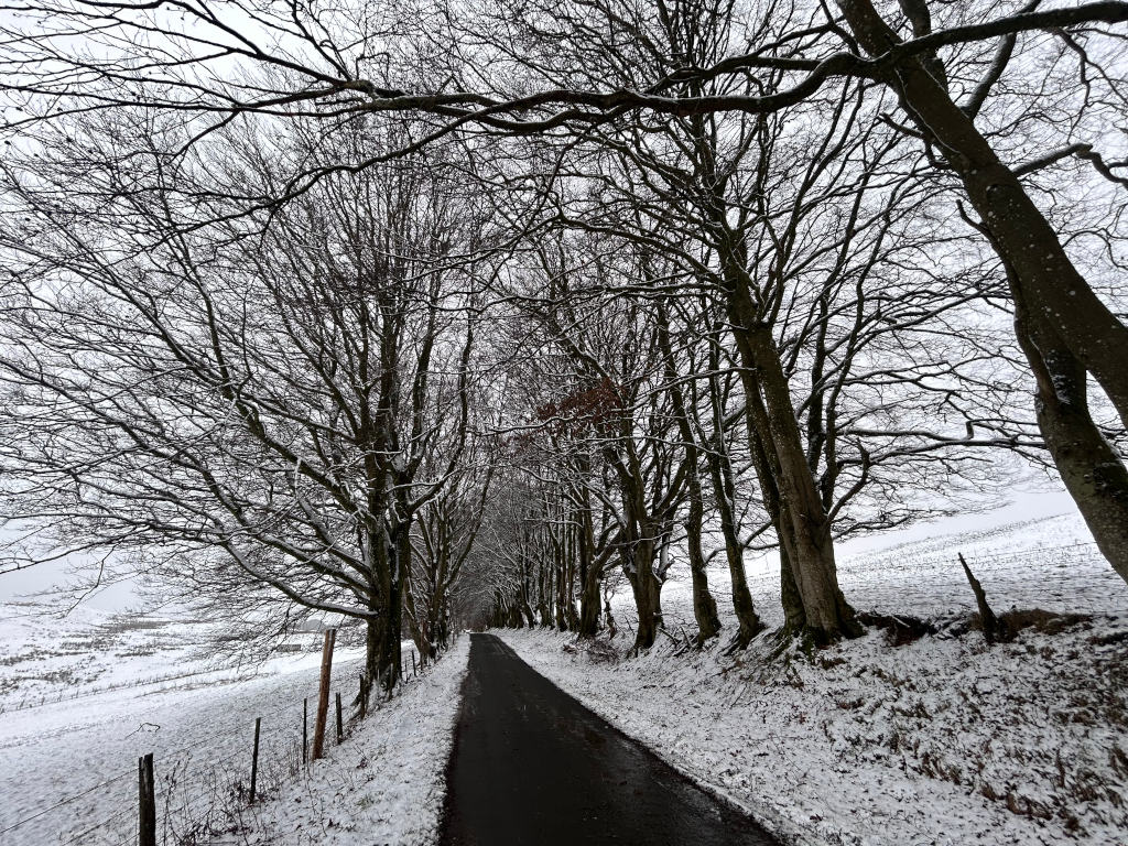 Snow-covered country road lined with leafless trees. The trees are bare, indicating it is winter. A thin layer of snow covers the ground and the road, creating a peaceful, somewhat desolate, winter scene. The perspective leads the eye down the road into the distance, emphasising the quiet solitude of the location. The scene is monochromatic, with various shades of white, grey and black, contributing to its sombre yet serene atmosphere.