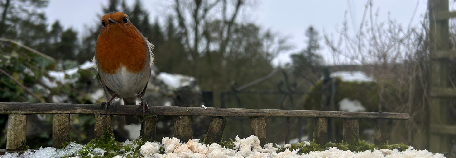 European robin perched on a small, rustic wooden fence. The robin is in sharp focus, its vibrant orange breast contrasting with its grey back and white underbelly. It appears to be looking directly at the camera. The background is blurred but shows a wintery scene with snow on the ground and leafless trees and shrubs, indicating a cold, possibly snowy environment. The fence is covered in moss and birdseed, suggesting the bird is at a bird feeder.