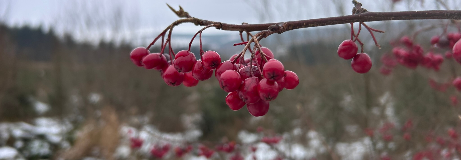 Close-up of a branch laden with bright red berries, likely rowan berries. The berries are in sharp focus, contrasting with a softly blurred background of a winter landscape featuring snow-dusted trees and bushes. The overall effect is one of serene winter beauty.