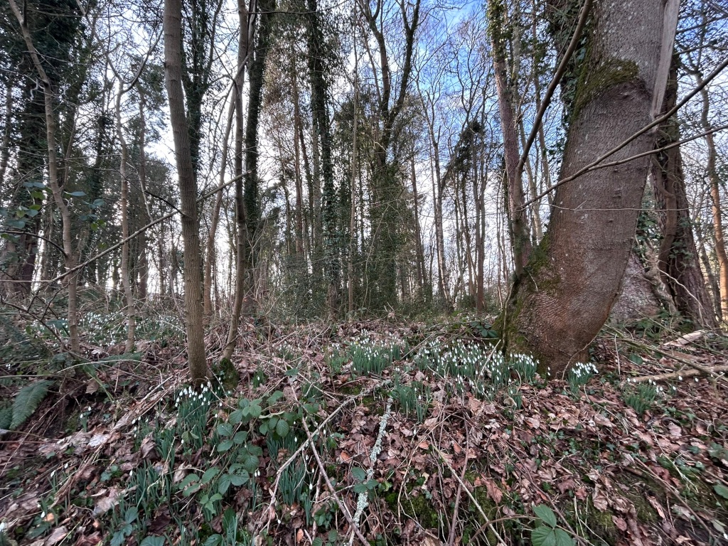 Woodland floor carpeted with snowdrops, small white flowers blooming amongst fallen leaves and twigs. The background is a dense stand of leafless trees, suggesting it's likely winter or early spring. A large tree trunk dominates the foreground. The overall impression is one of quiet natural beauty in a temperate deciduous forest.
