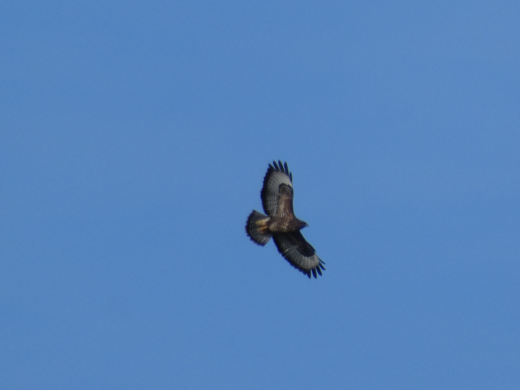 Common Buzzard (Buteo buteo) in flight against a clear blue sky. The bird is centrally positioned and is the sole focus of the image.