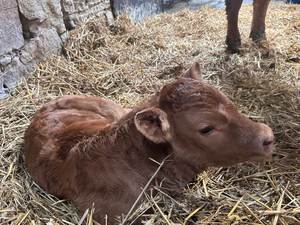 Young, reddish-brown calf lying down in a pile of straw. The calf's fur is short and slightly shaggy, and its skin appears smooth. Its eyes are dark and appear calm or sleepy. The calf's head is turned slightly to the right of the frame, and its ears are pointed slightly forward. The straw is light brown and dry, forming a thick bed around the calf. A portion of the legs of a larger cow are visible in the upper right corner, suggesting the calf is in a barn or stable. The background shows a stone wall, adding to the impression of a rustic, farm environment. The overall atmosphere is peaceful and serene, conveying a sense of warmth and calm. The lighting is soft and natural, suggestive of daytime.