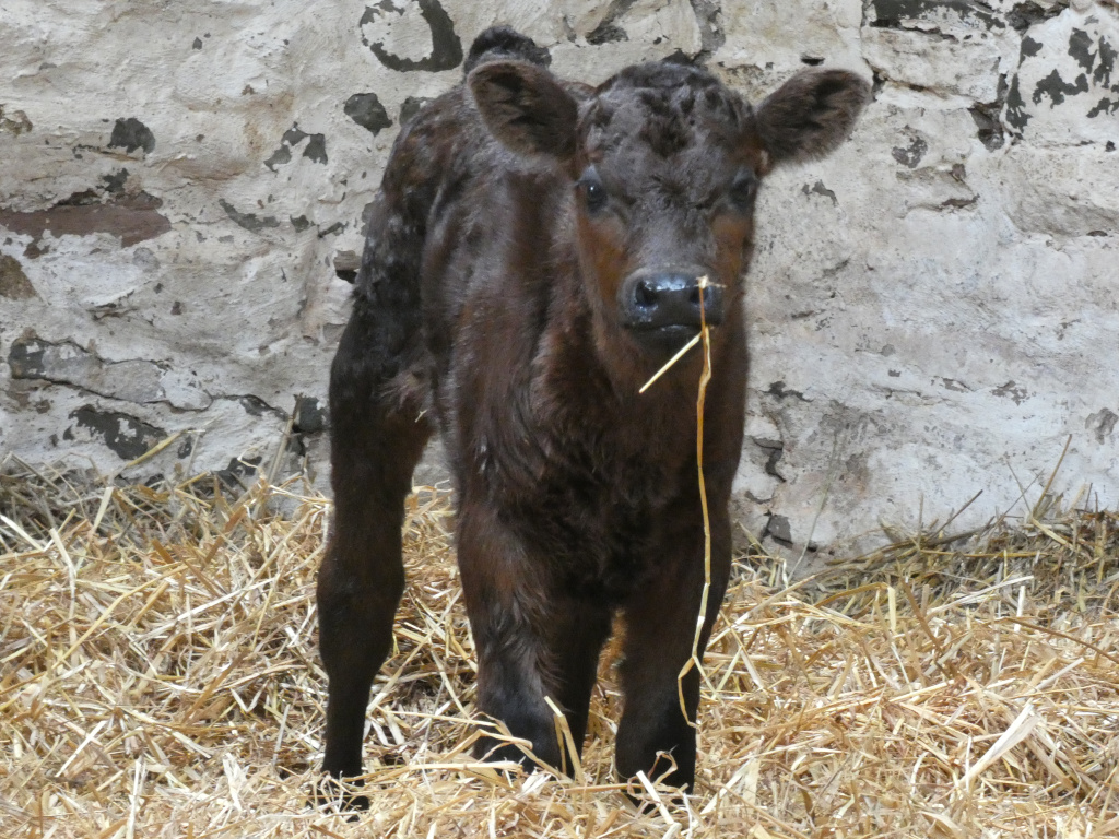 Dark brown calf standing in a straw-filled enclosure. The calf is young and appears healthy, with a bit of straw in its mouth. It's positioned against a weathered, light-grey stone wall. The overall impression is one of rural simplicity and the innocence of a newborn animal.