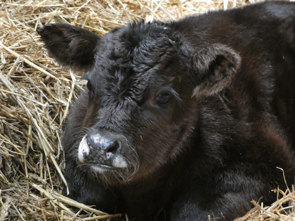 Close-up of a young, dark-brown calf lying down in a bed of straw. The calf's face is the main focus, showing its soft fur, large expressive eyes, and a slightly wet nose. The overall impression is one of gentleness and vulnerability.