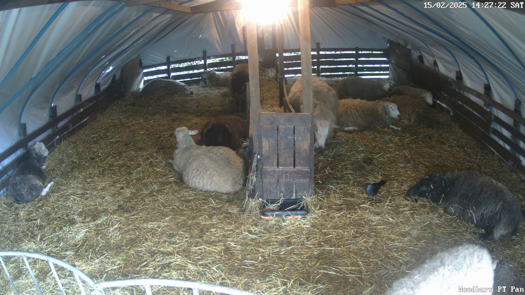 Flock of sheep resting inside a barn-like structure. The structure appears to be temporary, possibly a covered pen or shelter, with a tarp or plastic covering the top. The floor is covered with straw, and the sheep are lying down, seemingly asleep or resting. One sheep is predominantly black, others are white or light tan. A small, dark bird is visible near a black sheep in the lower-middle of the frame. The overall atmosphere is peaceful and rustic. The time stamp in the upper right suggests that the scene was captured by a security camera.