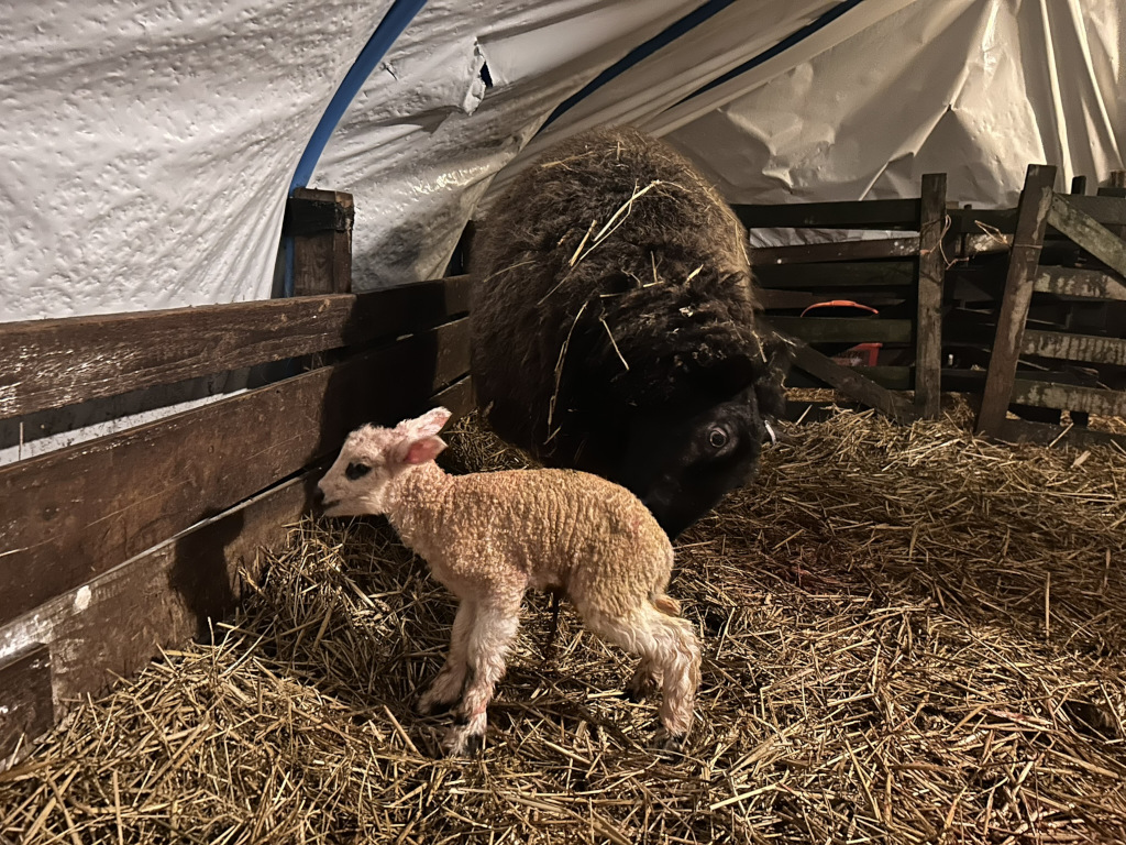 Newborn lamb, light tan in colour, standing in a bed of hay next to its dark brown or black mother sheep. They are inside a wooden enclosure, partially covered by a white tarp. The setting appears to be a barn or similar agricultural structure. The lamb is small and appears to be recently born. The overall impression is one of new life and the protective presence of the mother.