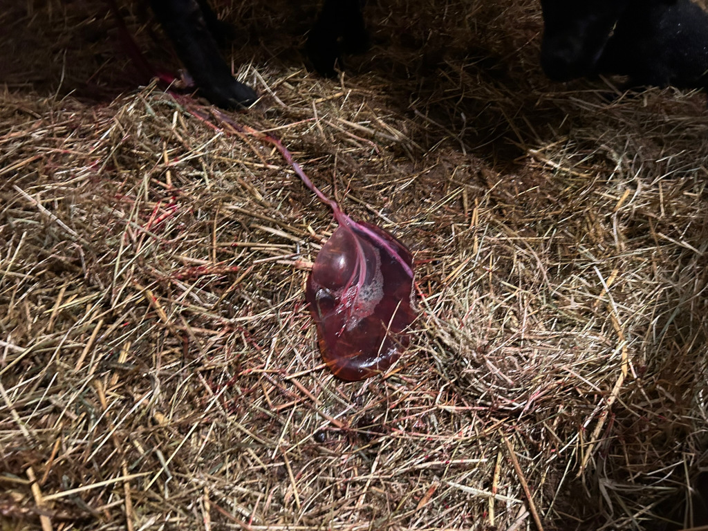 Placenta on a bed of hay. There are spots of blood visible on the hay. Part of a dark-coloured ewes leg is visible in the upper left corner. The overall impression is of a recently completed animal birth.