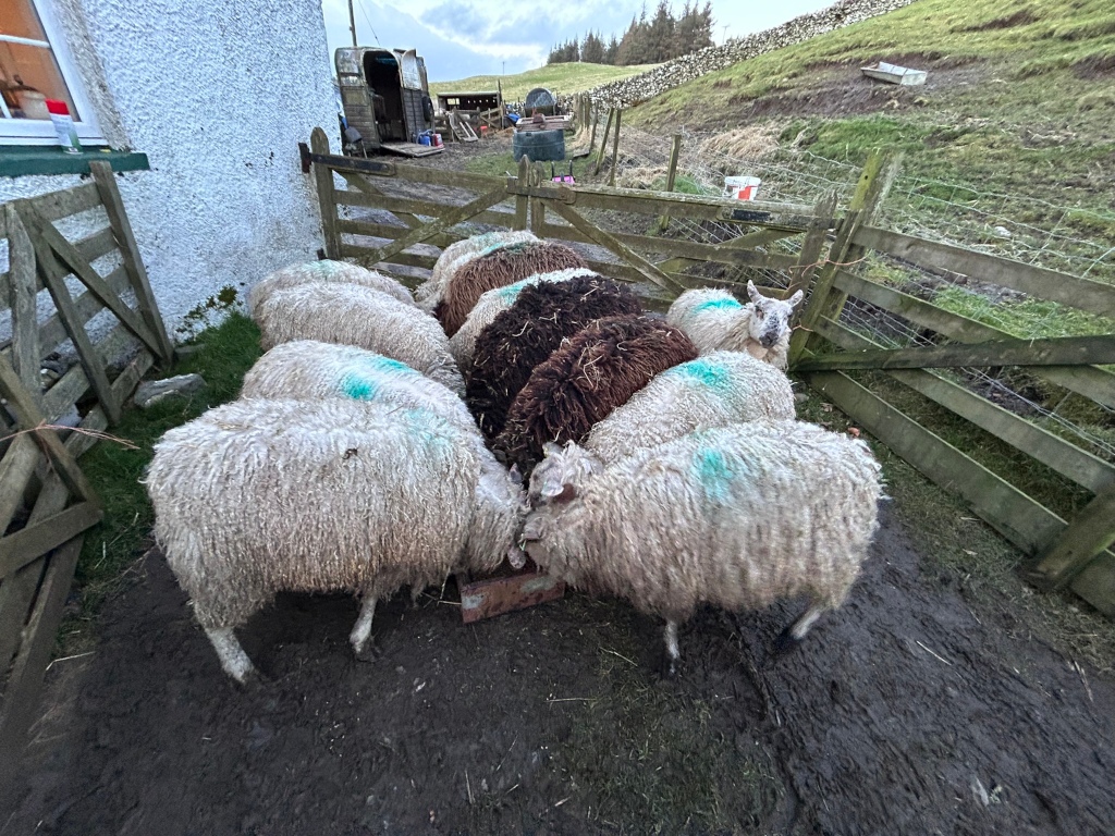 Flock of sheep, predominantly white with a few darker-coloured ones, gathered in a muddy farmyard next to a wooden fence and a stone building. The sheep appear to be feeding from a trough. A portion of a horse trailer is visible in the background.