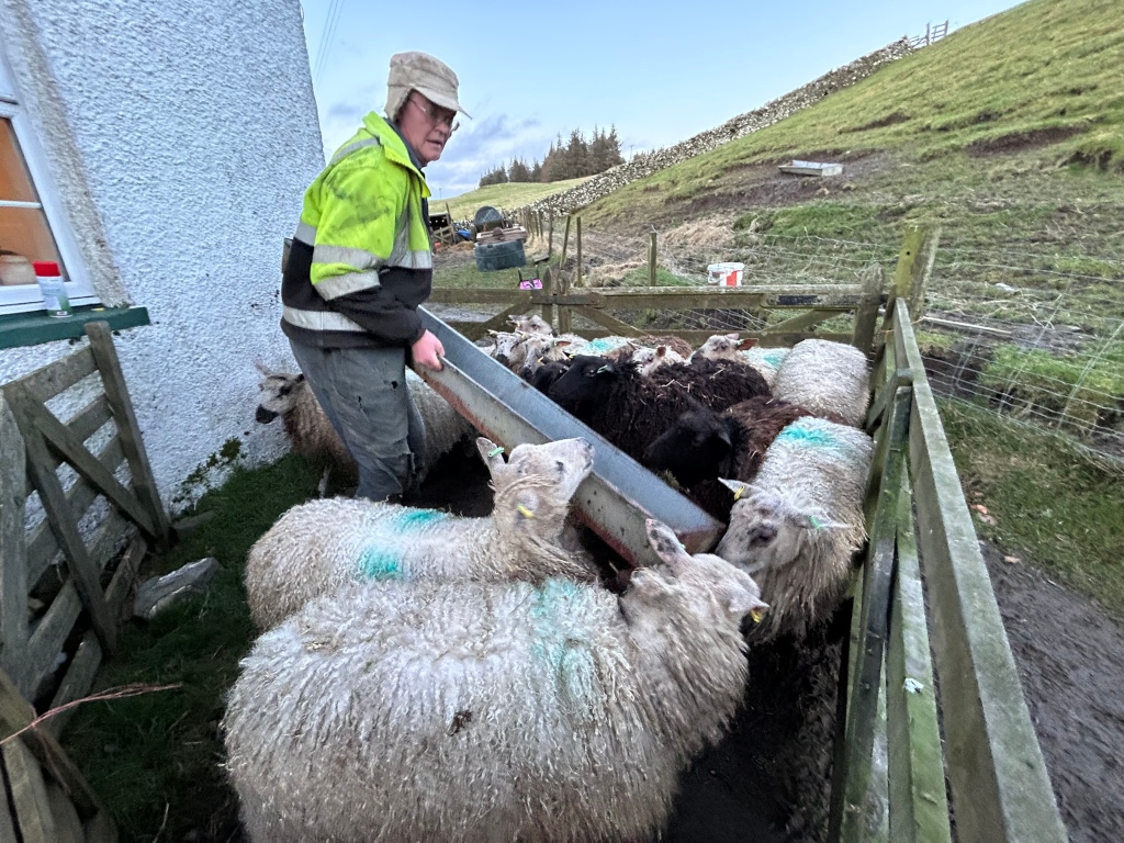 Charlie, feeding a flock of sheep from a long metal trough. The sheep are a mix of white and black varieties, crammed together in a wooden pen. The setting appears rural, with a stone wall and hilly landscape in the background.
