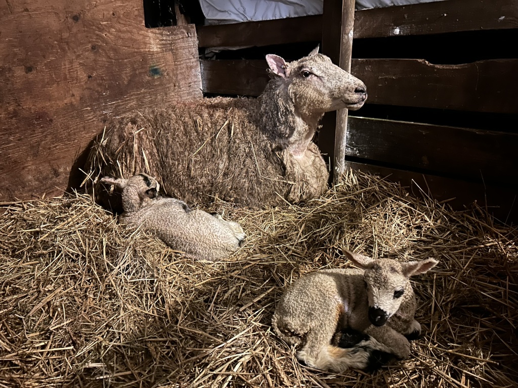 Ewe and her two newborn lambs nestled together in a bed of hay inside a wooden barn. The mother sheep is lying down, and the two lambs are cuddled close to her, suggesting warmth and protection. The scene is dimly lit, adding to a peaceful and intimate atmosphere.