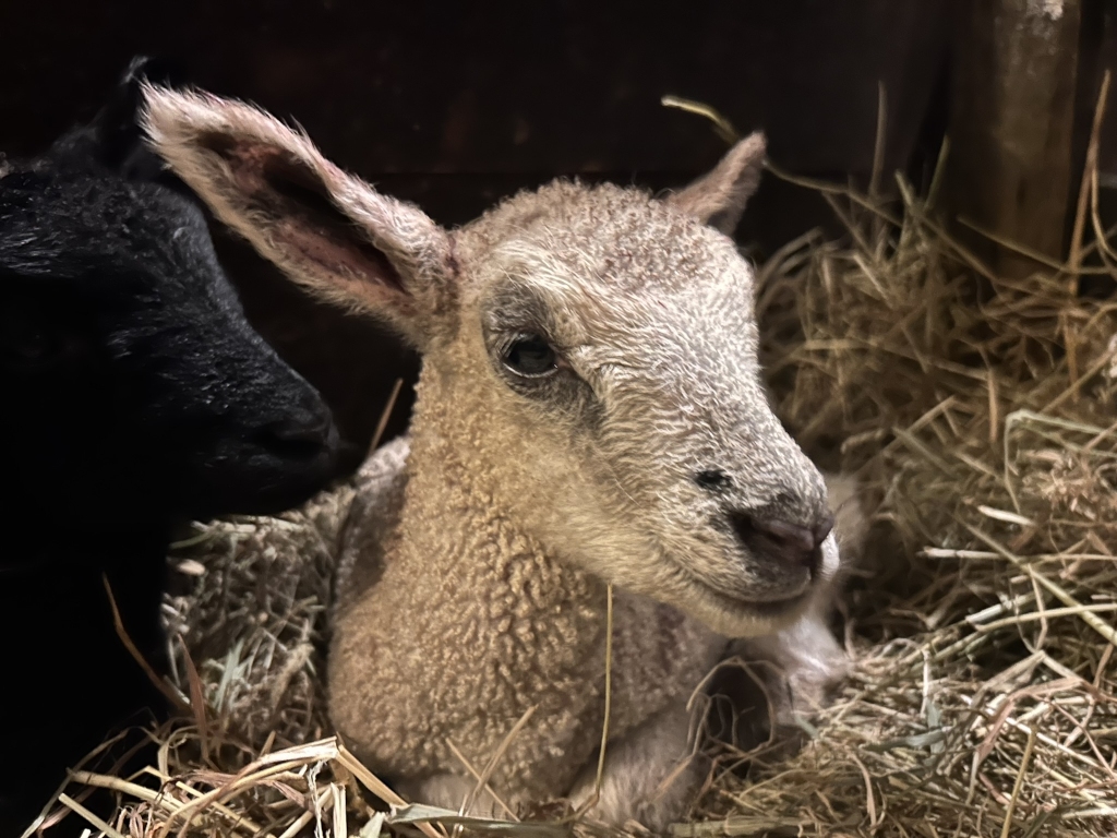 Two lambs nestled together in a pile of hay. One lamb has light tan or beige wool, and the other is black. The light-coloured lamb is in the foreground, and its face is clearly visible, showing a peaceful expression. The black lamb is partially obscured and in the background. The overall mood is calm and gentle.