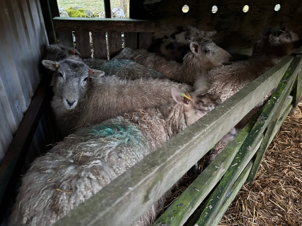 Flock of sheep huddled together inside a wooden pen or enclosure. The sheep are mostly light grey or beige in colour, with some variations in shade and markings. The pen is simple, made of weathered wood, and the floor is covered with straw.