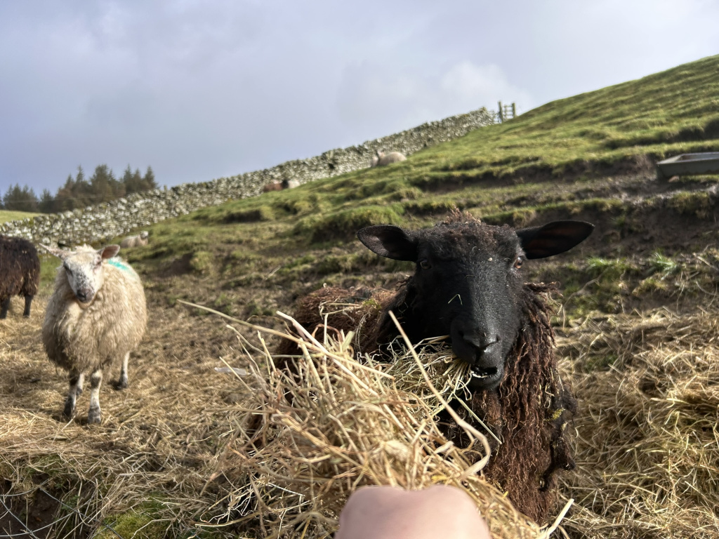 Close-up of a black sheep with long, dark wool eating hay. A hand is visible in the bottom right corner, seemingly offering or interacting with the hay. In the background, there are other sheep, a stone wall, and a hillside. The scene appears to be a rural or farm setting. The overall mood is peaceful and naturalistic.
