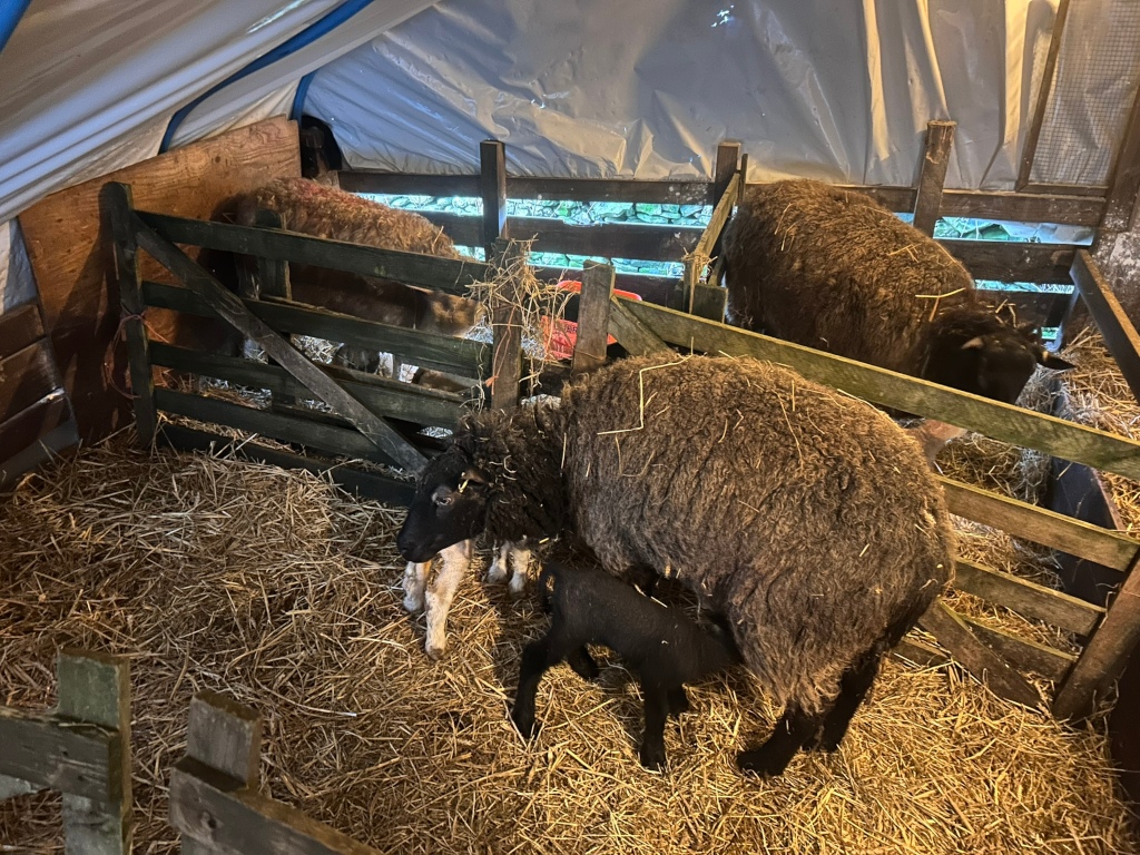 Sheep nursing two lambs inside a makeshift pen constructed within a larger barn or shed. The pen is made of wood and wire mesh, and the floor is covered in straw. The sheep and lambs are dark-coloured, and the overall atmosphere is rustic and pastoral, suggesting a farm setting. Another adult sheep is visible in the background. The temporary nature of the shelter, perhaps tarpaulin or plastic sheeting, suggests a recent birth or temporary housing.