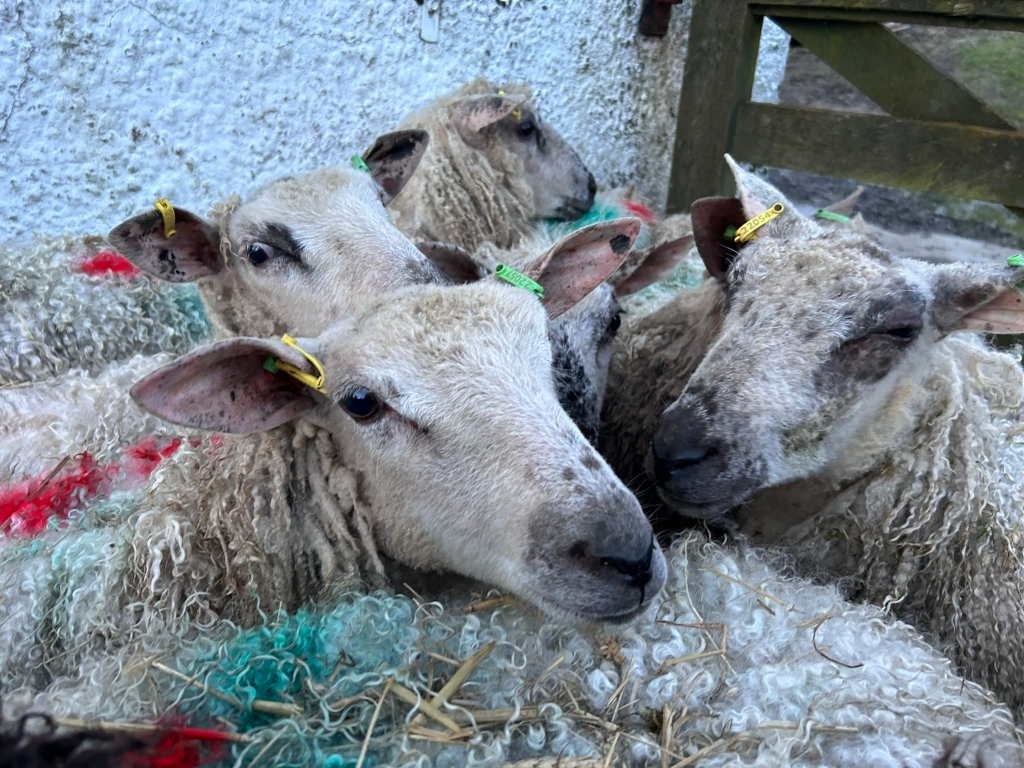 Four sheep huddled together in what appears to be a pen or enclosure. Their wool is long and somewhat matted, and they have numbered tags in their ears. Some of the sheep have coloured markings on their wool (red and teal/green).
