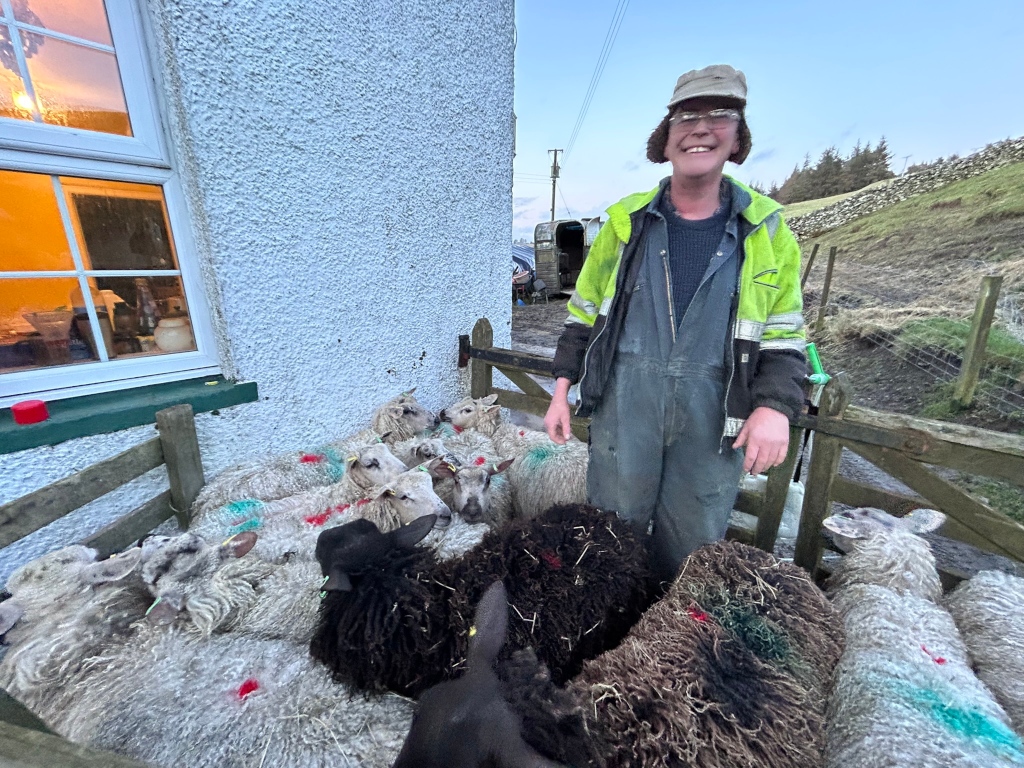 Charlie standing proudly amongst a flock of sheep that are penned in a small enclosure next to a building. The sheep are mostly white and fluffy, with a few darker, black sheep mixed in. Some of the sheep appear to have markings, possibly paint, on their wool.