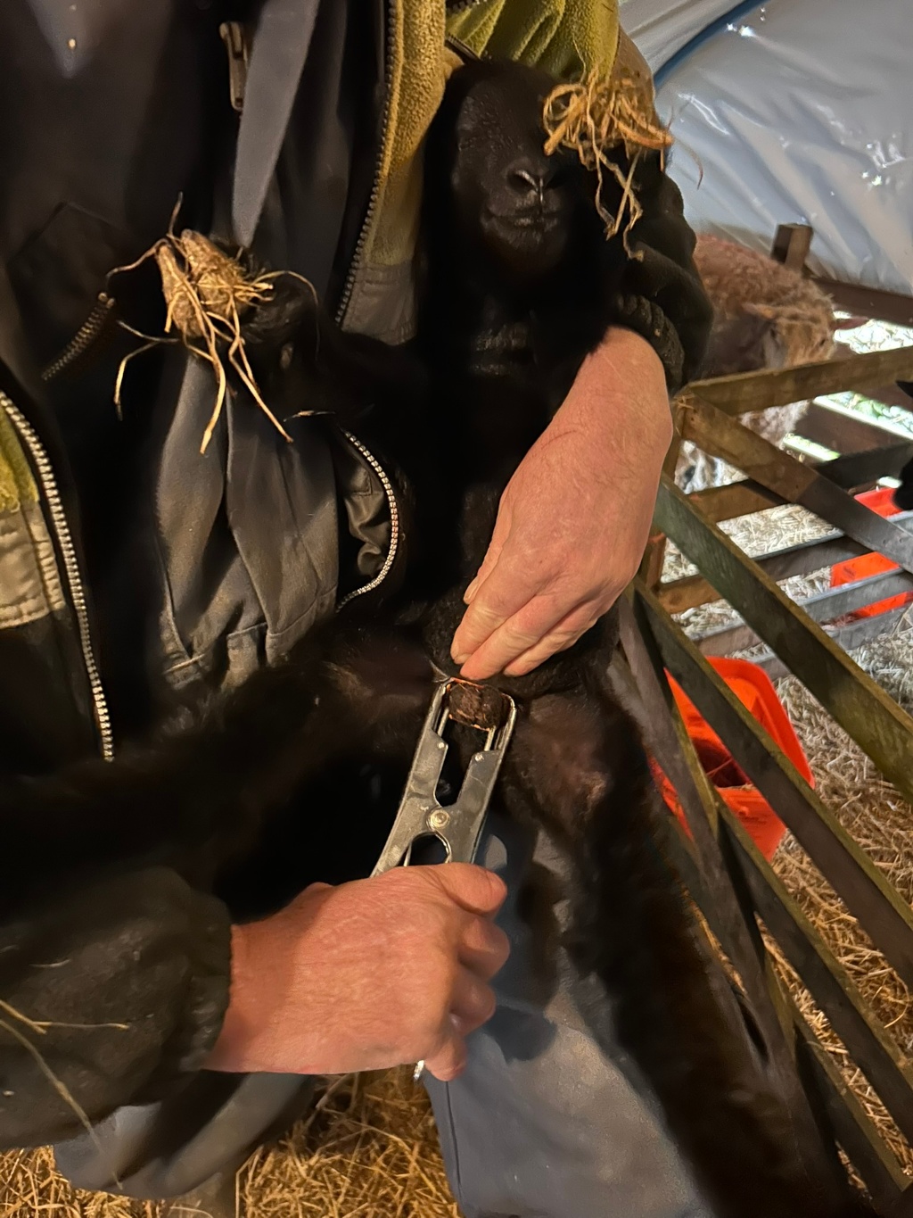 Charlie holding a newborn black lamb, between pincers is an elastic band used to castrate the lamb. The overall impression is one of routine farm work, focusing on the care of a newborn animals.