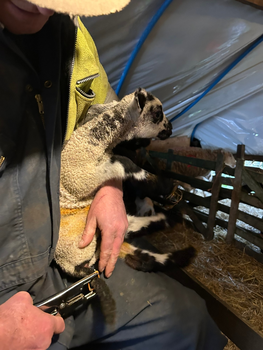 Charlie gently holding a newborn lamb in his lap inside a barn. He's using a tool to likely apply a tail tag or perform a similar procedure on the lamb’s tail. The lamb is predominantly light-coloured with dark markings, and other lambs are visible in the background within a pen. The overall scene depicts the everyday work and care involved in raising livestock.