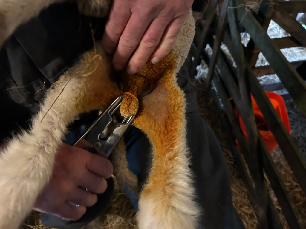Charlie applying a metal clamp to the genitalia of a lamb. The lamb's hind legs are spread apart, and its fleece is light-coloured with some reddish-brown staining around its rear. The person is wearing dark clothing, and the background is a rustic wooden structure with straw on the ground. The overall impression is of a farm animal husbandry procedure, likely castration.