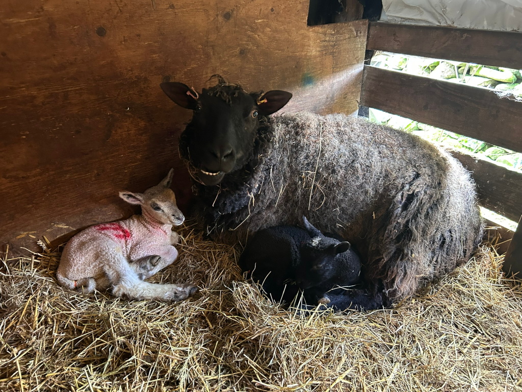 Dark-coloured sheep lying down in a wooden enclosure filled with hay. Two newborn lambs are nestled beside the ewe; one lamb is light-coloured with a reddish mark, and the other is dark-coloured like its mother. The mother sheep appears relaxed and content.