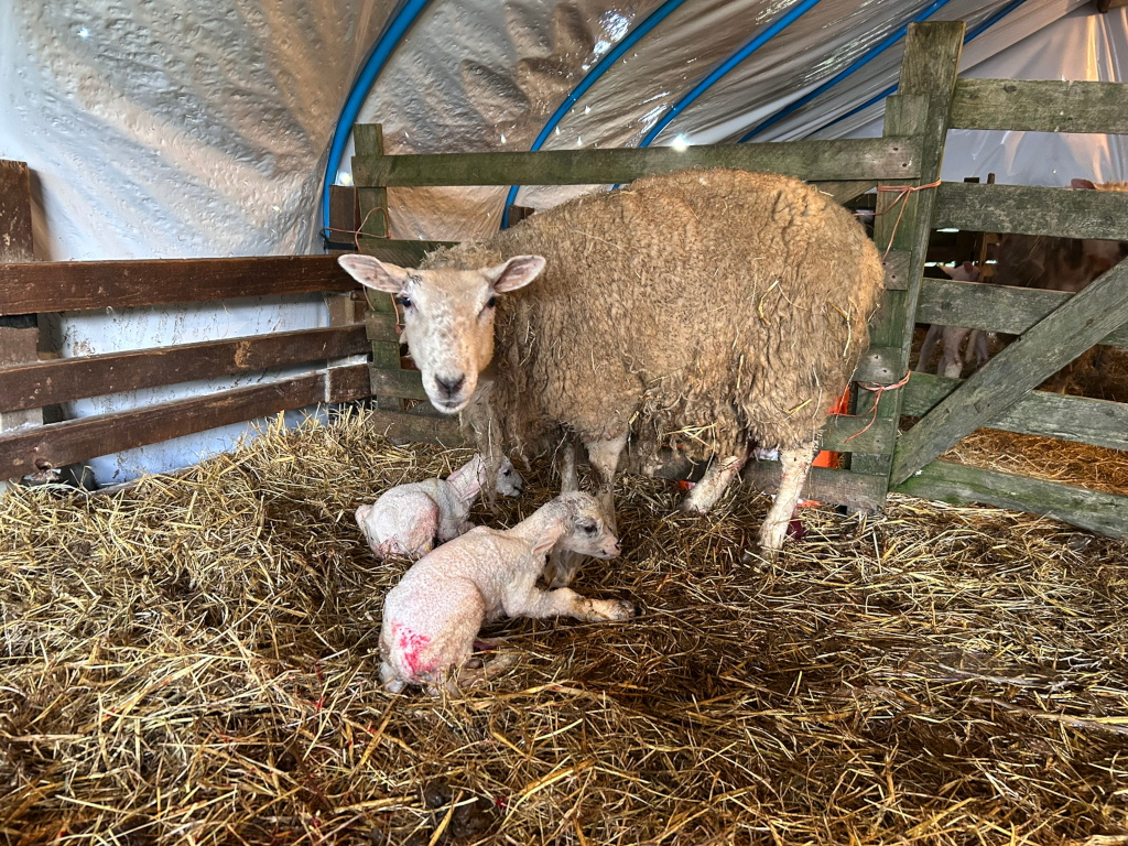 Mother ewe and her three newborn lambs nestled together in a straw-filled pen inside a barn or shed. The ewe is light brown, with a woolly coat, and stands over her lambs. Two of the lambs are visible, lying close to their mother, while a third is partially obscured. The lambs' coats are still wet and appear light in colour, typical of newly-born sheep.
