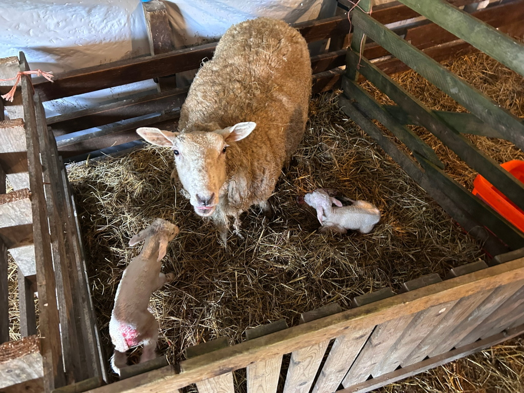 Mother ewe and her two newborn lambs inside a wooden enclosure filled with straw. The ewe is light brown, and the lambs are white. The ewe appears to be looking directly at the camera. The overall feeling is one of new life and farm animal husbandry.