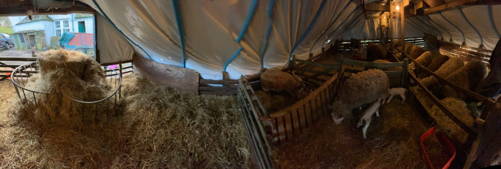 Panoramic image shows the interior of a barn, specifically a sheep pen. The space is dimly lit and features sheep and lambs huddled together in wooden pens. Hay is scattered on the floor and piled high in a circular feeder. A temporary plastic covering appears to extend the roof-line of the barn. The background is slightly visible, showing a rural setting with a house and possibly other farm buildings. The overall impression is one of a rustic, working farm environment.