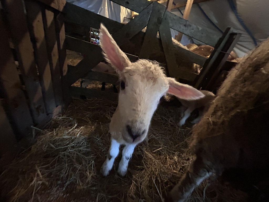 Young, light-coloured lamb standing in a dimly lit barn stall filled with hay. The lamb is looking directly at the camera, with its large ears visible. Other sheep are partially visible in the background, also within the confines of the wooden structure. The overall impression is one of a farm setting, possibly a lambing season.