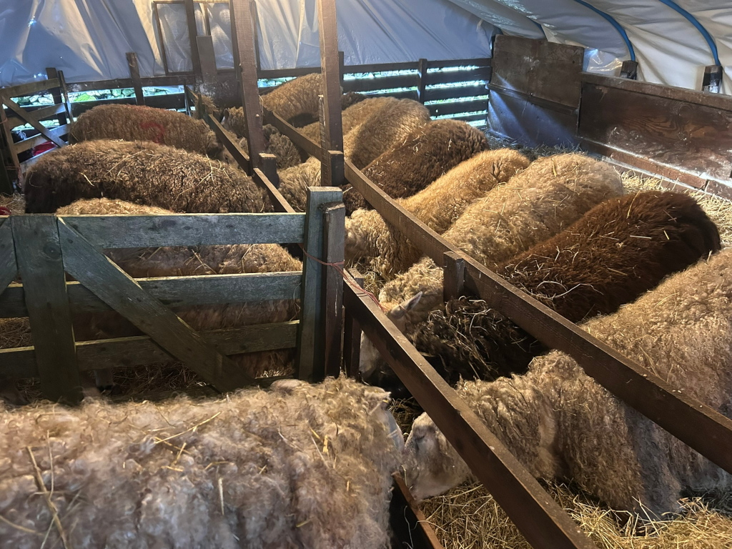 Livestock pen filled with sheep. The sheep are various shades of light brown, tan and dark brown, their wool long and thick. They are standing in straw and are closely packed together within wooden barriers. A tarp covers the top of the structure.
