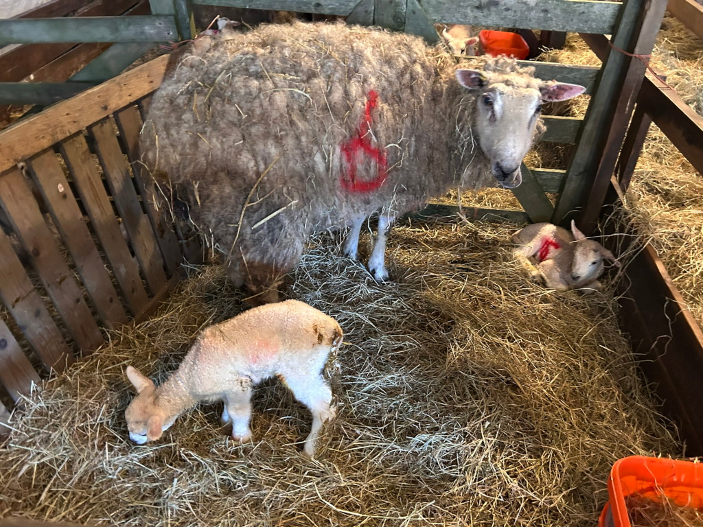 A ewe and her two newborn lambs in a wooden pen filled with straw. The ewe is light brown with a number marked on its side, and the lambs are lighter in colour. The scene depicts a typical farm setting, focused on the new life of the lambs.