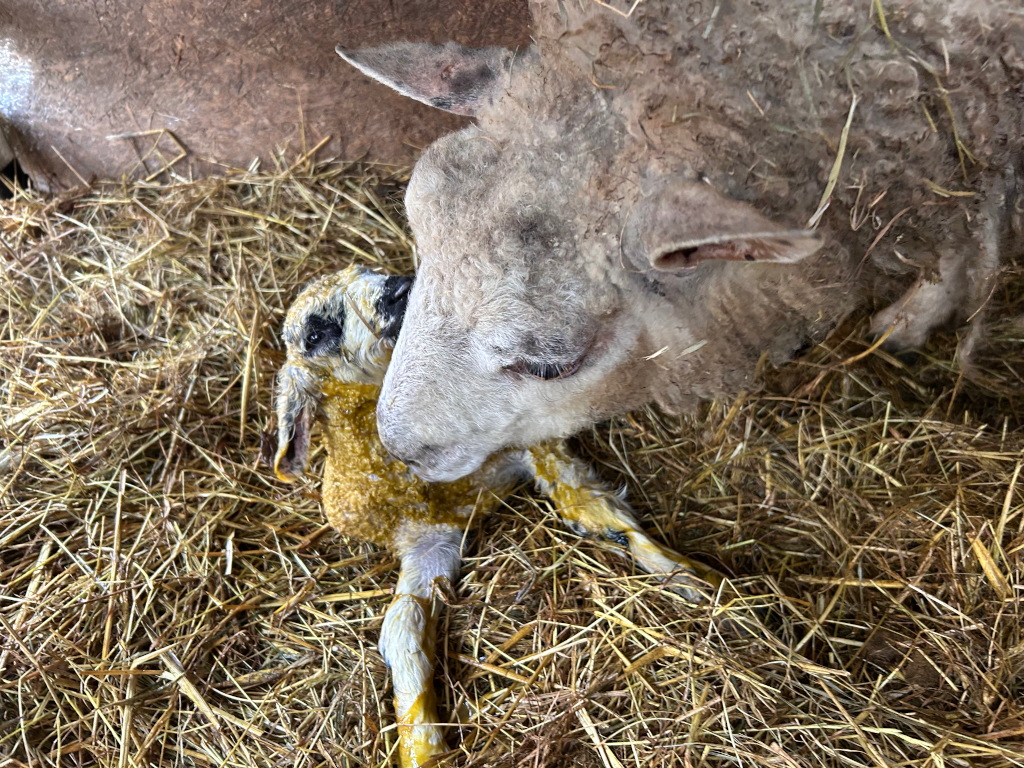 A ewe (a female sheep) nuzzling her newborn lamb, which is lying on a bed of straw. The lamb is still wet and covered in some amniotic fluid. The overall scene depicts a tender moment of maternal bonding immediately after birth.