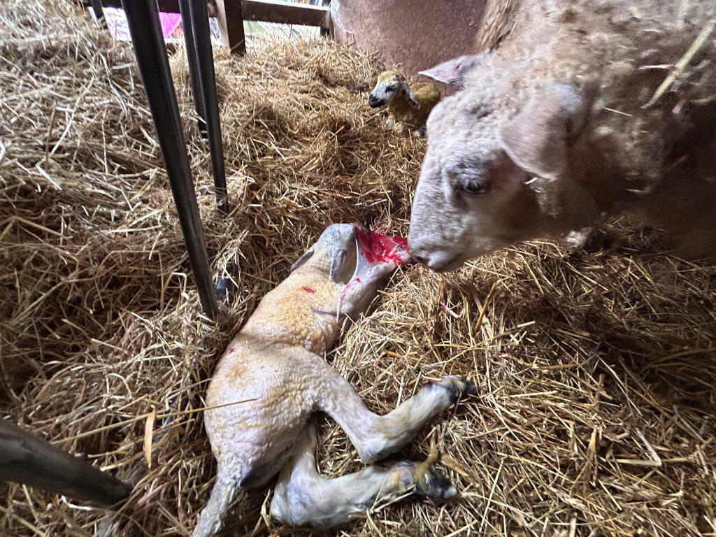A ewe tending to her newborn lamb lying on a bed of hay in a barn stall. The lamb is still wet and covered in blood from birth. Another lamb is visible in the background. The scene depicts a raw and immediate moment of life and birth within an agricultural setting.