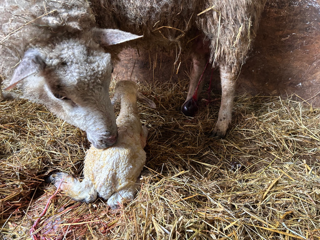 A ewe tending to her newborn lamb in a straw-filled pen. The lamb is still wet and covered in its amniotic fluid. The ewe is licking the lamb, a sign of maternal care and bonding. There is some blood visible from the ewe's recent delivery, which is a normal part of the birthing process. The overall scene conveys the tender moment of a new life beginning.