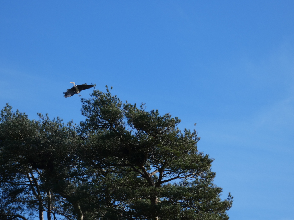 Grey heron in flight against a clear blue sky. The heron is positioned slightly off-centre, appearing to be approaching or departing from a cluster of evergreen trees. The trees are dark green and fill the lower half of the frame, providing a strong contrast against the bright blue sky. The overall impression is one of serenity and natural beauty.
